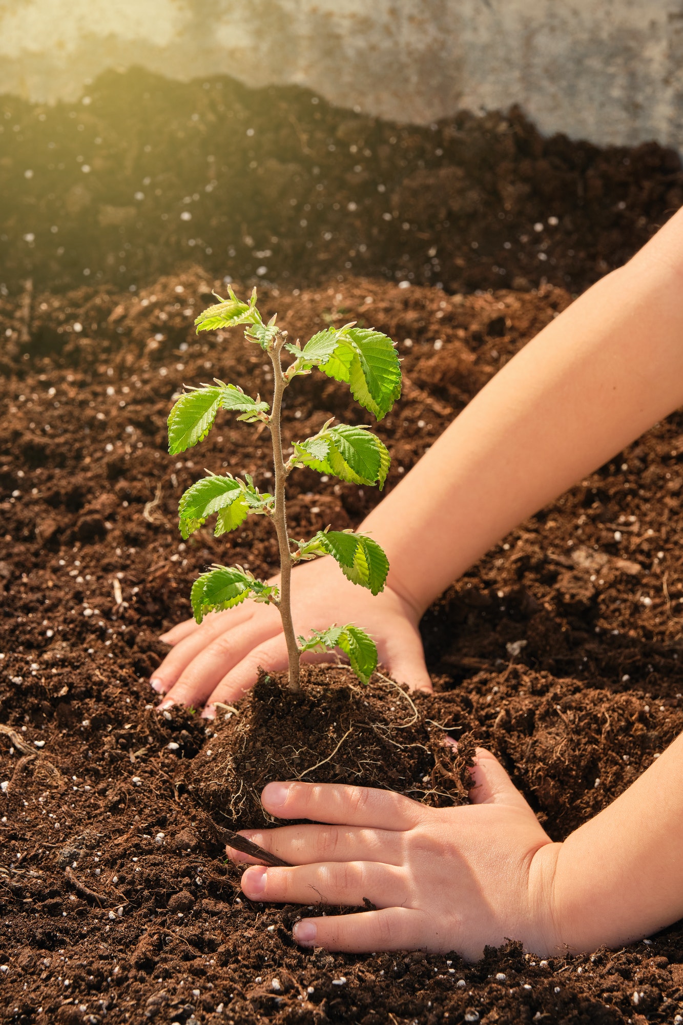 vertical image of a child's hands planting a small plant to celebrate earth day